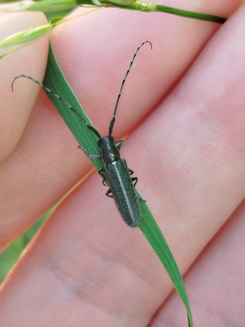Agapanthia cardui - sávos bogáncscincér