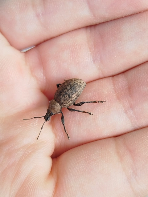 Otiorhynchus ligustici - vincellér-gyalogormányos