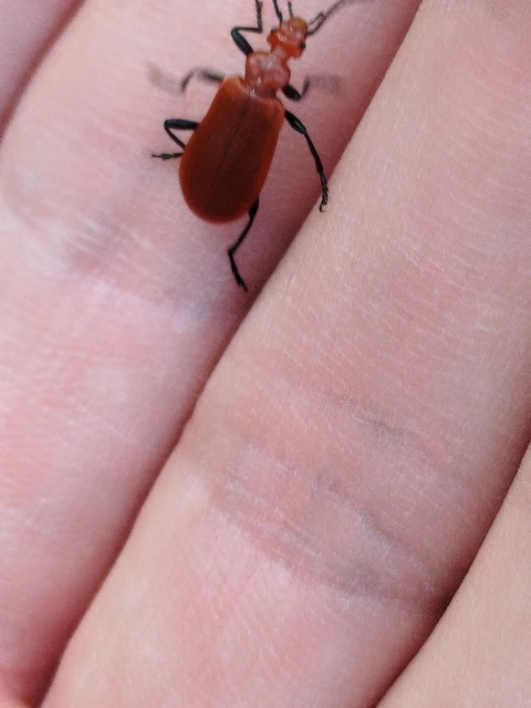 Pyrochroa serraticornis - közép-bíborbogár