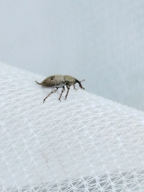 Tychius