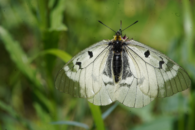 Parnassius mnemosyne - kis apollólepke