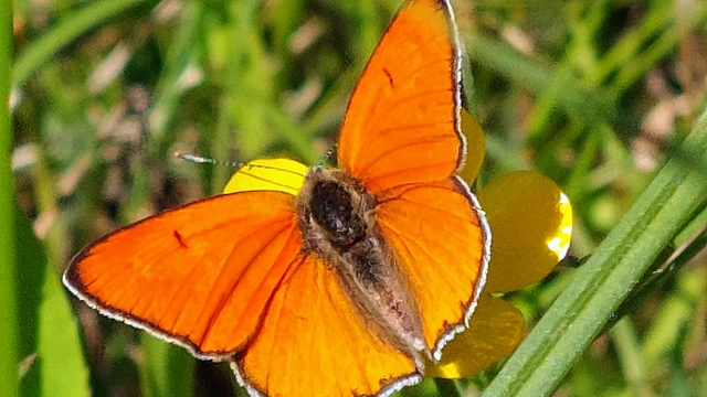 Lycaena dispar rutilus - nagy tűzlepke
