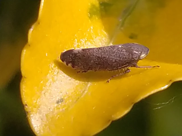 Fieberiella