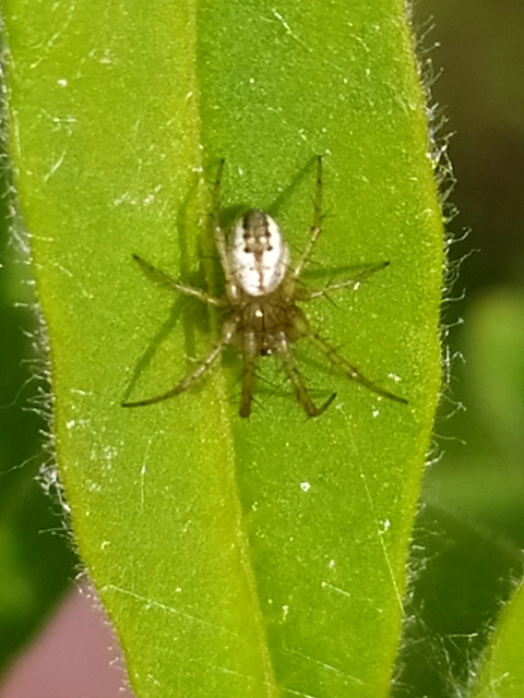 Mangora acalypha - réti keresztespók