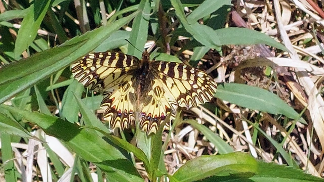 Zerynthia polyxena - farkasalmalepke