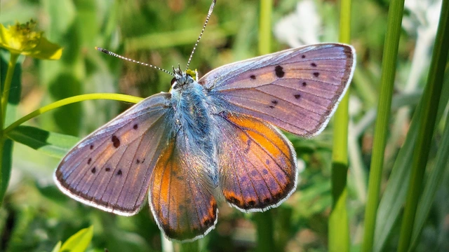 Lycaena alciphron - ibolyás tűzlepke