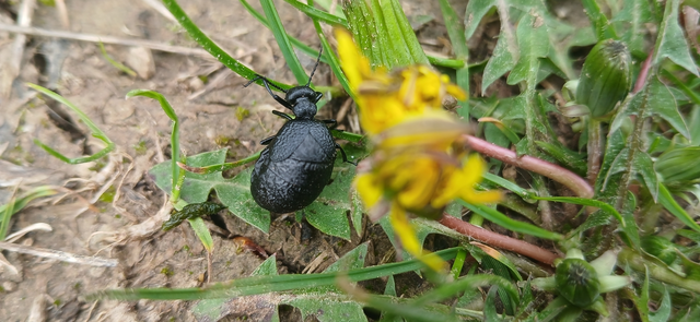 Meloe rugosus - ráncos nünüke