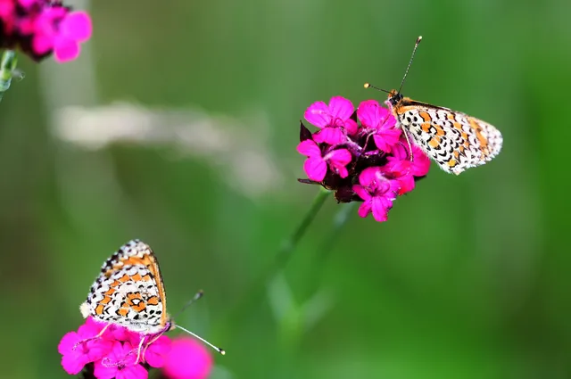 Melitaea trivia - kis tarkalepke