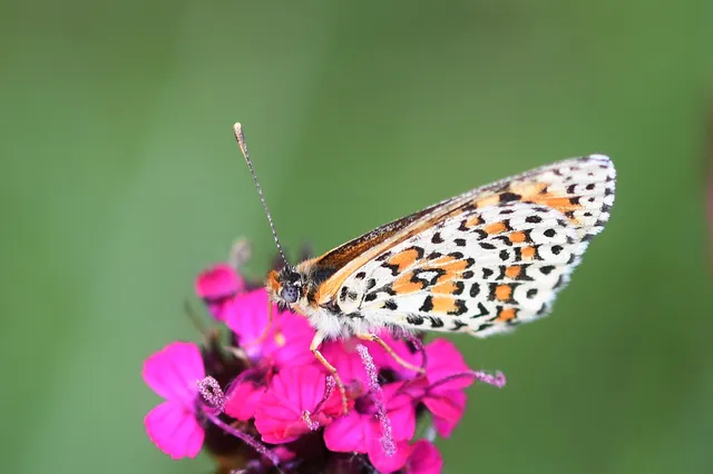 Melitaea trivia - kis tarkalepke