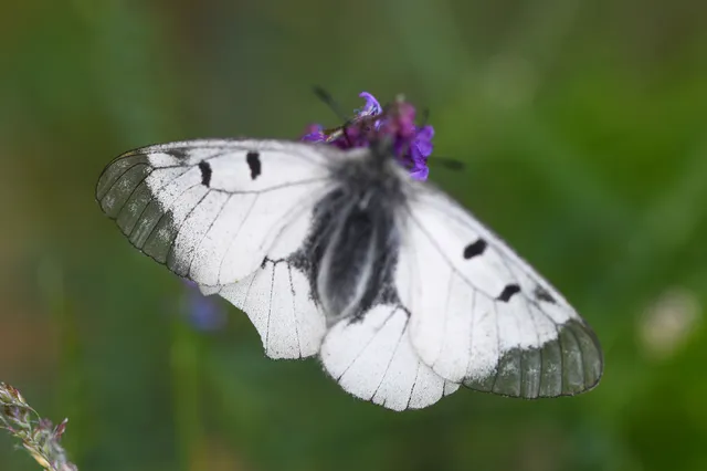 Parnassius mnemosyne - kis apollólepke