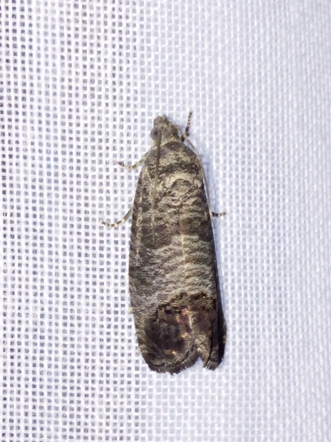 Cydia pomonella - almamoly