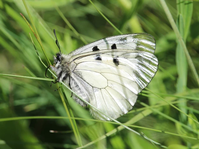 Parnassius mnemosyne - kis apollólepke