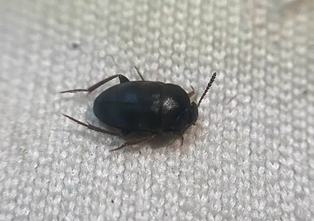 Catops nigriclavis Catops nigriclavis