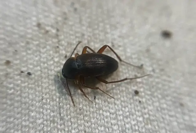 Choleva sturmi Choleva sturmi