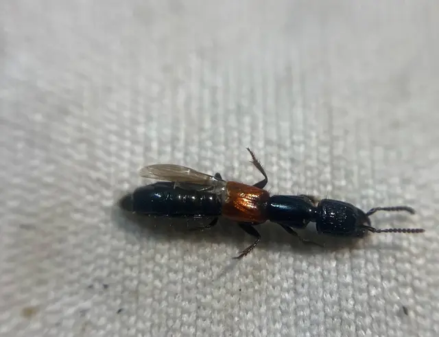 Gauropterus fulgidus - fényes rovátkásholyva