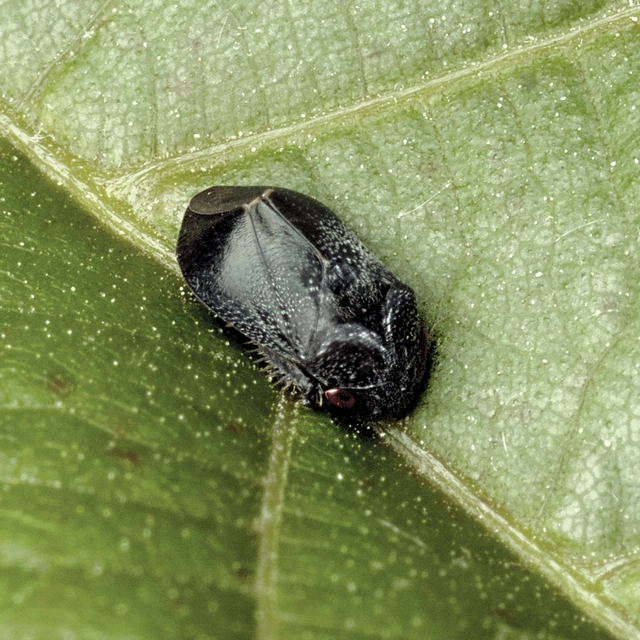 Penthimia nigra - fekete kabóca Penthimia nigra - fekete kabóca