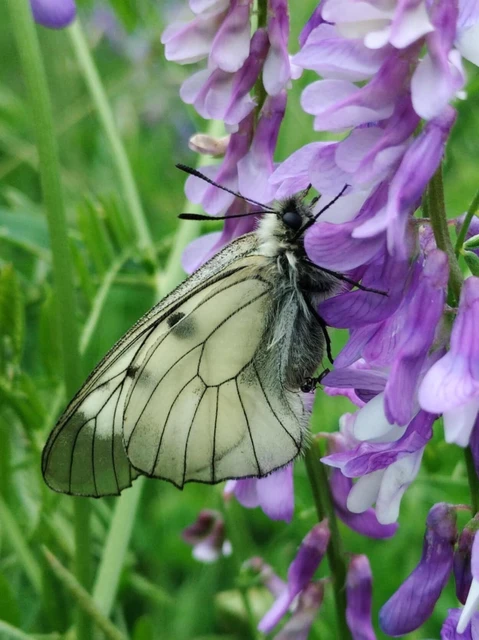 Parnassius mnemosyne - kis apollólepke