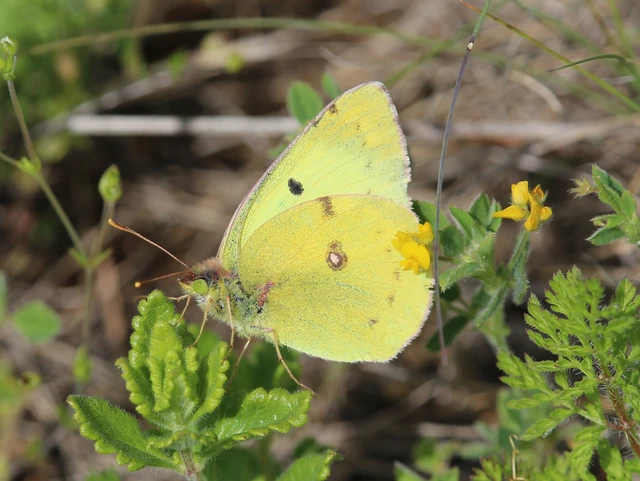 Colias hyale - kéneslepke