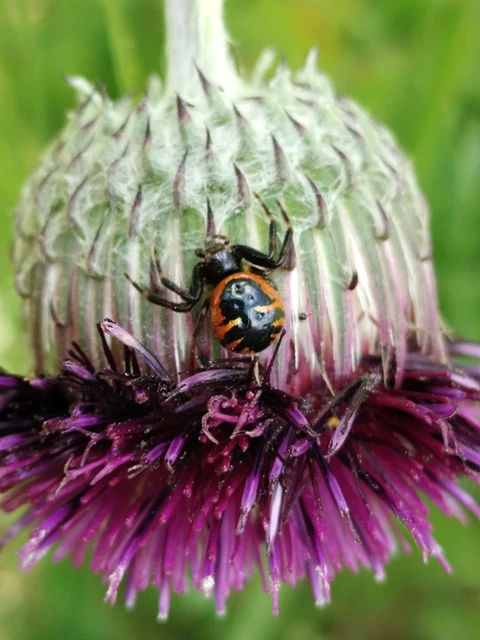 Synema globosum/ornatum