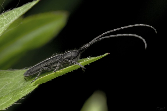 Agapanthia cardui - sávos bogáncscincér