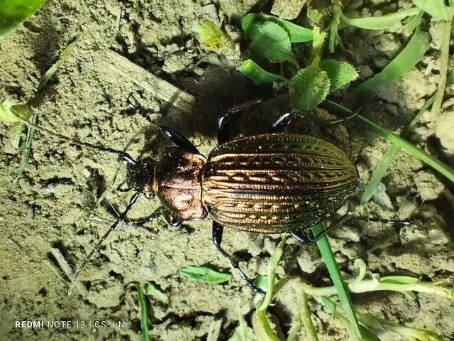 Carabus ulrichii - rezes futrinka Carabus ulrichii - rezes futrinka