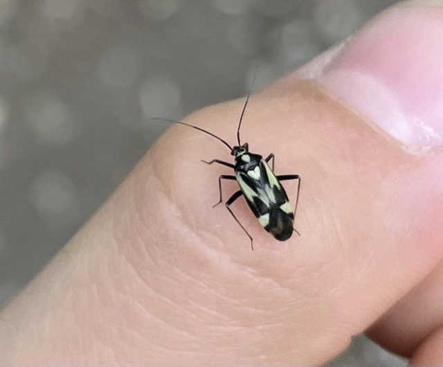 Grypocoris sexguttatus - hatpettyes díszpoloska Grypocoris sexguttatus - hatpettyes díszpoloska