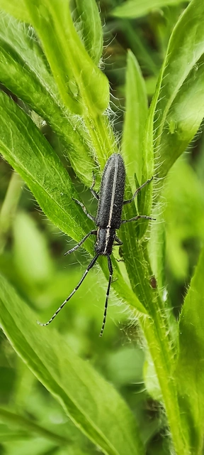 Agapanthia cardui - sávos bogáncscincér