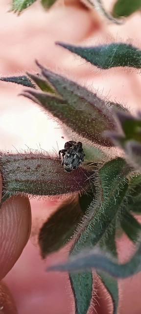 Curculionidae - ormányosbogár-félék