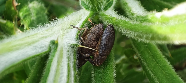 Curculionidae - ormányosbogár-félék