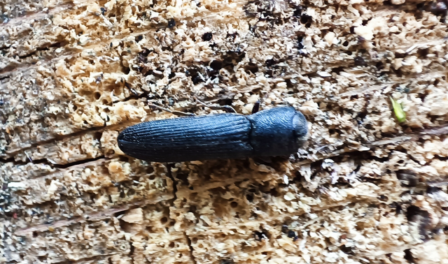 Melasis buprestoides - laposlábú tövisnyakúbogár
