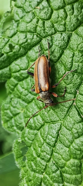 Cortodera humeralis - négyfoltos cserjecincér