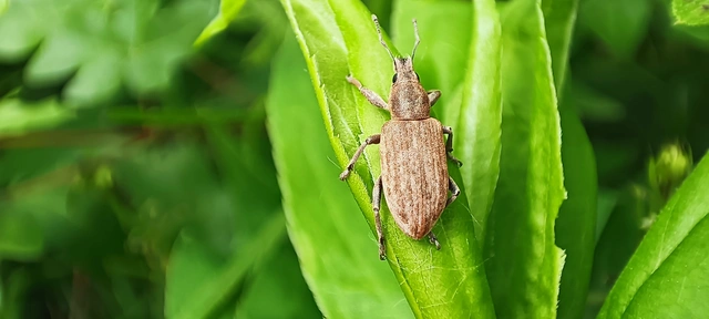 Tanymecus palliatus - közönséges hegyesfarúbarkó