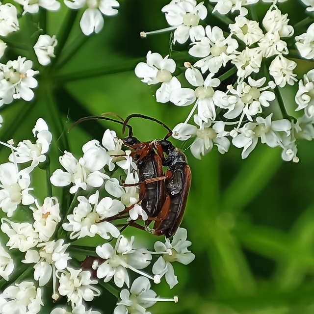 Alosterna tabacicolor - barna juharcincér