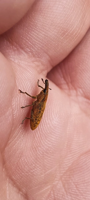 Lixus pulverulentus - mályvafúró dudvabarkó Lixus pulverulentus - mályvafúró dudvabarkó