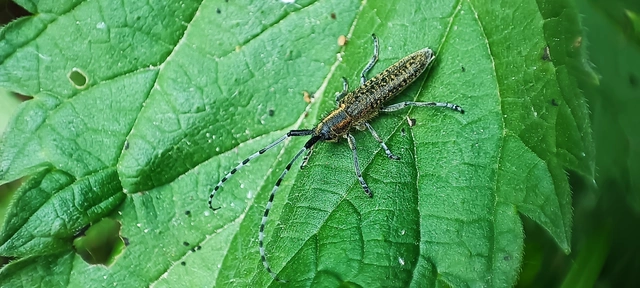 Agapanthia villosoviridescens - fehérgyűrűs bogáncscincér