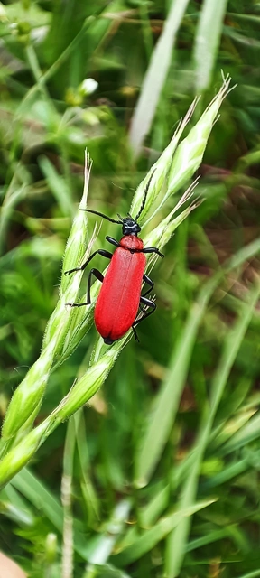 Pyrochroa coccinea - nagy bíborbogár