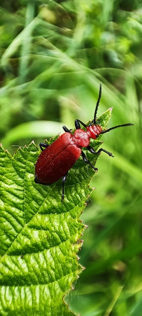 Pyrochroa serraticornis - közép-bíborbogár