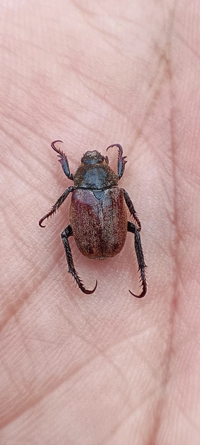 Hoplia praticola - réti virágcserebogár