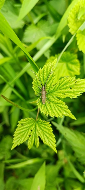 Agapanthia villosoviridescens - fehérgyűrűs bogáncscincér