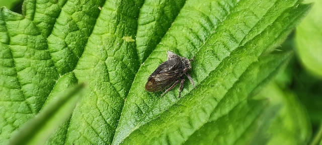 Centrotus cornutus - szarvaskabóca