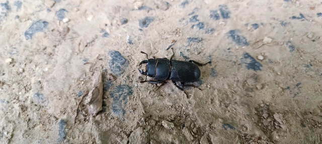Dorcus parallelipipedus - kis szarvasbogár