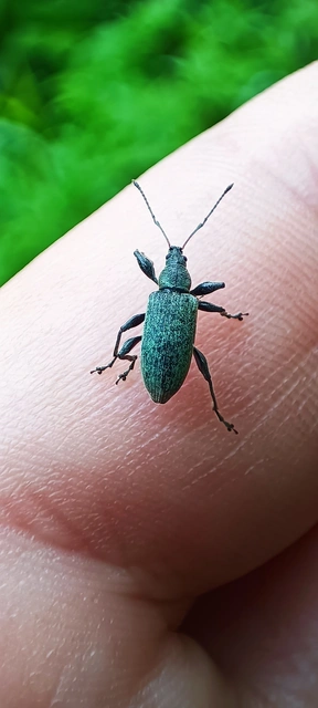 Curculionidae - ormányosbogár-félék