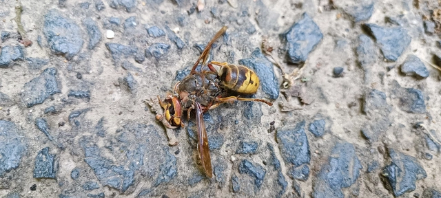 Vespa crabro - lódarázs