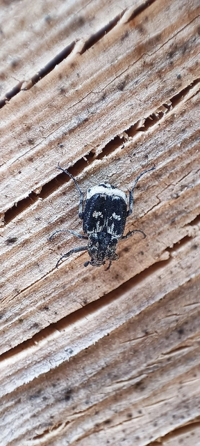 Valgus hemipterus - suta virágbogár