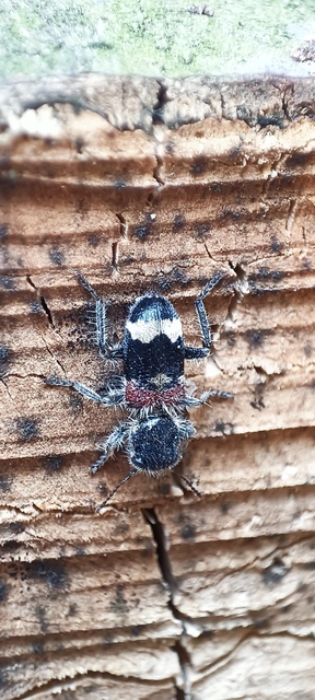 Clerus mutillarius - feketenyakú szúfarkas