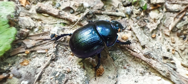 Anoplotrupes stercorosus - erdei álganéjtúró