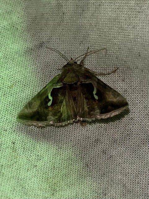 Macdunnoughia confusa - cseppfoltos ezüstbagoly