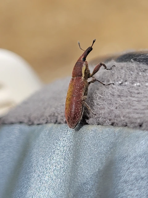 Lixus vilis - gémorr-dudvabarkó