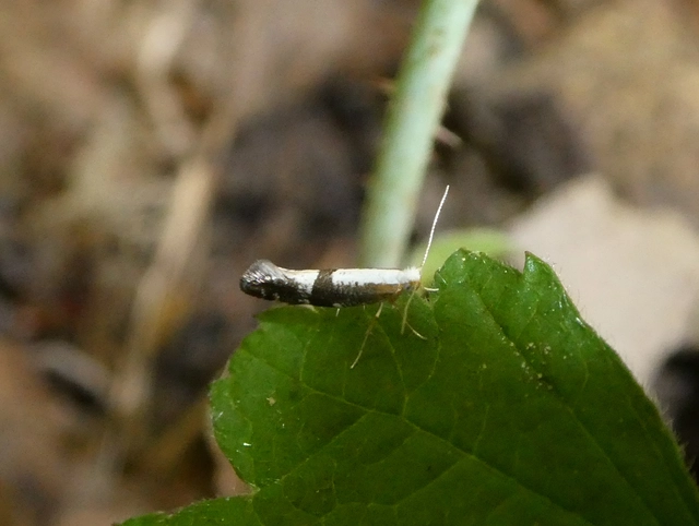 Argyresthia spinosella - kökényvirág-aranymoly