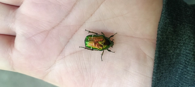 Cetonia aurata - aranyos virágbogár
